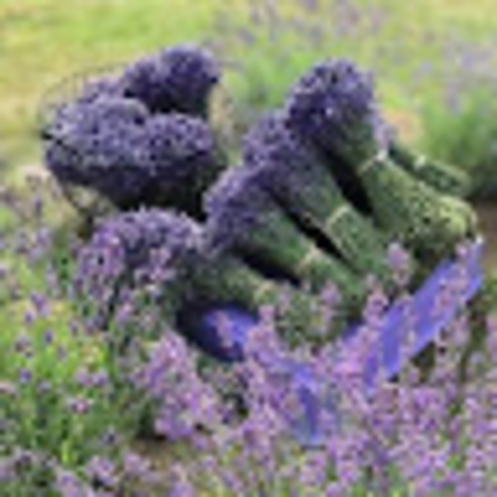 Meet your Posher, A.